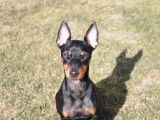 Canadian Manchester Terrier Club (CMTC)