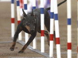 Canadian Manchester Terrier Club (CMTC)