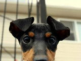 Canadian Manchester Terrier Club (CMTC)