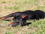Canadian Manchester Terrier Club (CMTC)