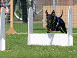 Canadian Manchester Terrier Club (CMTC)