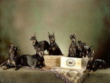 Canadian Manchester Terrier Club (CMTC)