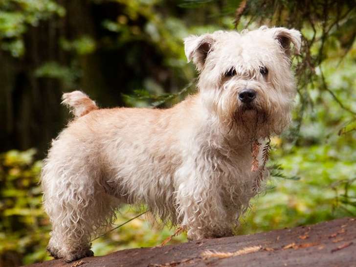 BC All Terrier Club (BCATC)