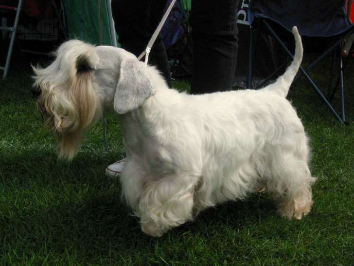 BC All Terrier Club (BCATC)