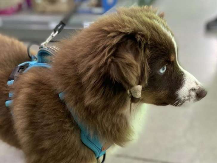 Cap Animal