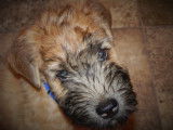 Soft-Coated Wheaten Terrier Association of Canada (SCWTAC)