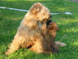 Soft-Coated Wheaten Terrier Association of Canada (SCWTAC)