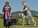 National Whippet Club of Canada