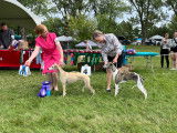 National Whippet Club of Canada