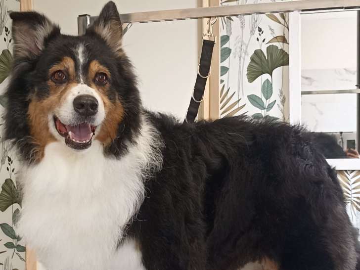 Boucles Dog