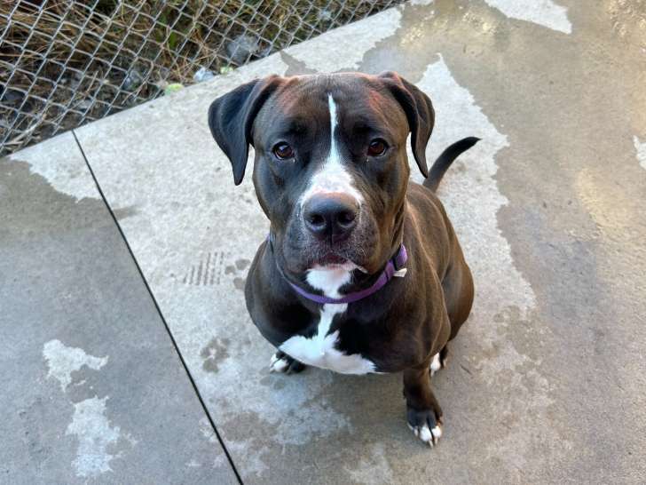 Fort Erie SPCA