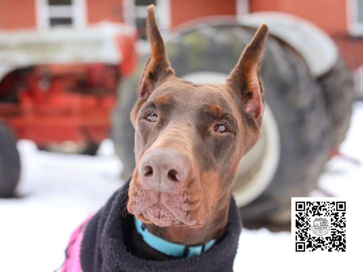 Georgian Triangle Humane Society (GTHS)