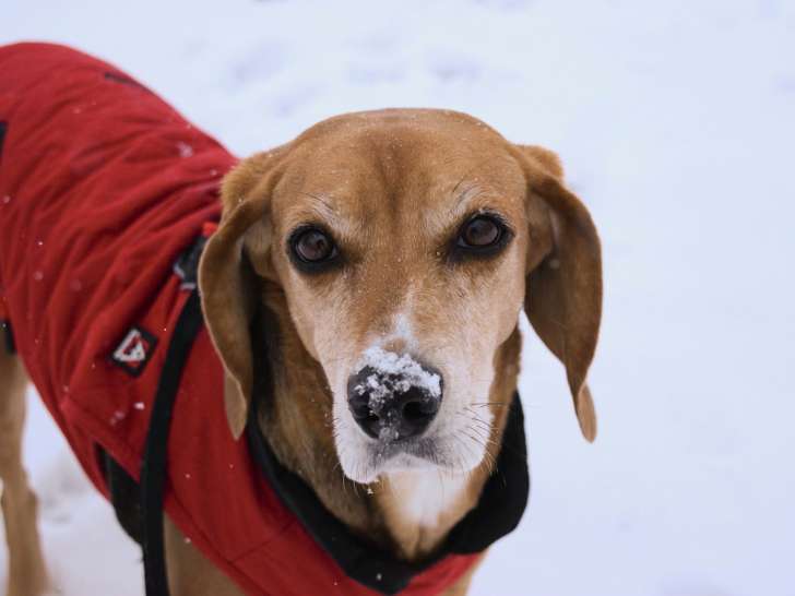 Upper Credit Humane Society (UCHS)