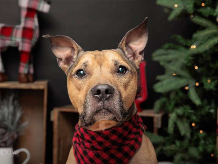 Cambridge & District Humane Society  (CDHS)