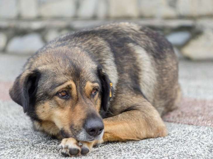 Toronto Humane Society
