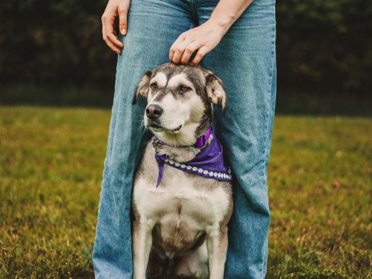 North Bay and District Humane Society