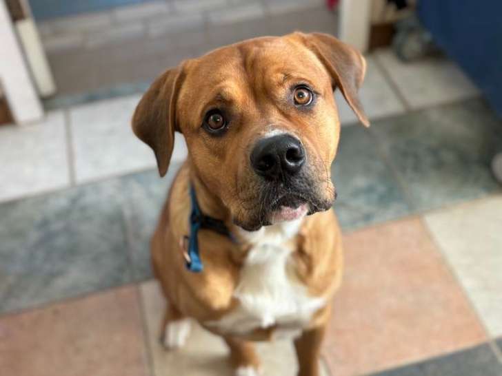 Greater Sudbury Animal Shelter
