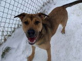 Greater Sudbury Animal Shelter