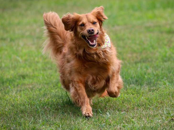 Golden Rescue