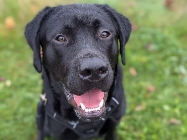Lab Rescue