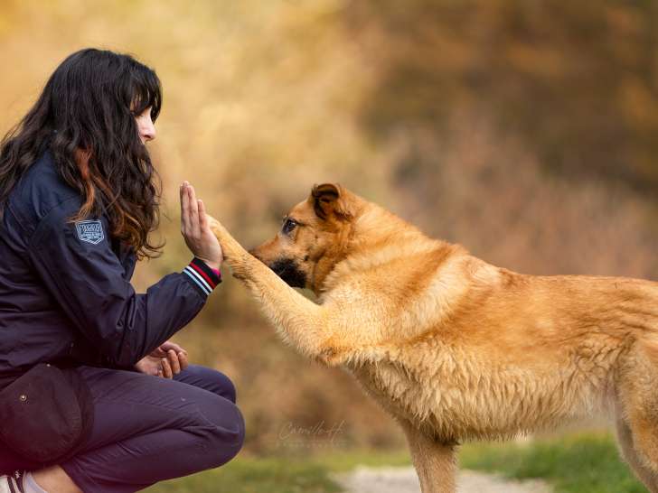Motiv'Canine