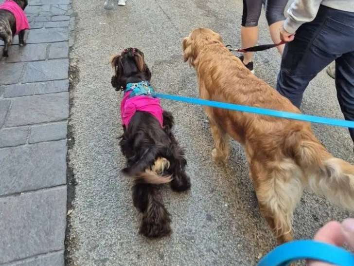 Club Canin Cantalien