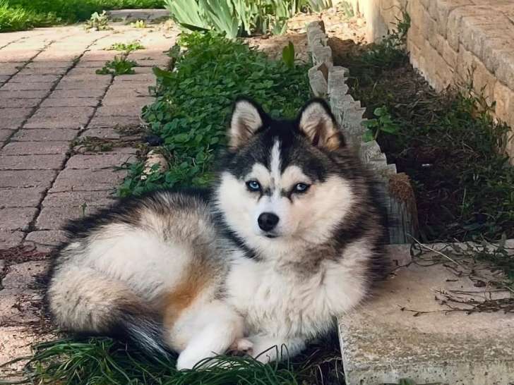 Pomsky Starlight