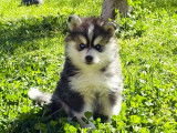 Pomsky Starlight