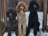 Bellini Poodles