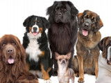 Toutes races de chiens