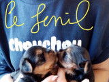 le fenil élève des Yorkshire-terriers