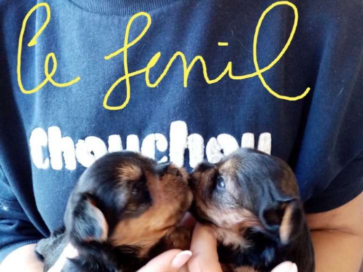 le fenil élève des Yorkshire-terriers