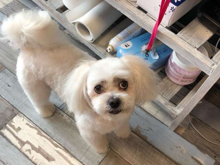 Le Barbier De Ces Chiens
