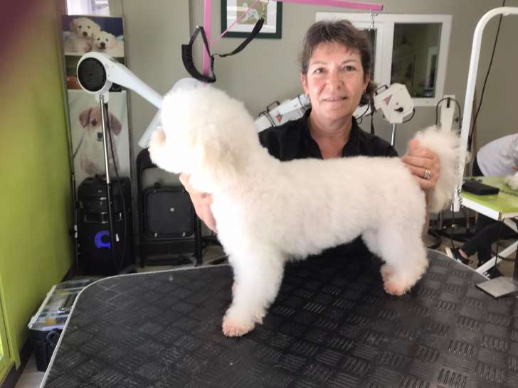 Doggy Fun