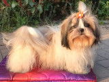 Elevage Bichons Maltais et Shih Tzu