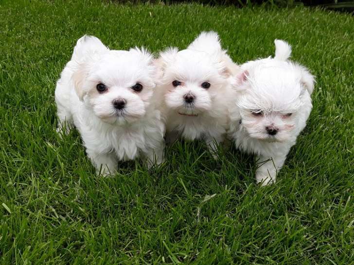 Les Copains