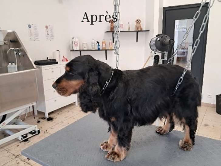 Les'ti chiens et chats