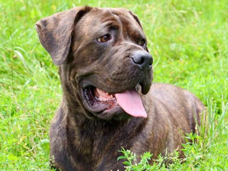 Animal Care Centre Lobo (ACC Lobo)