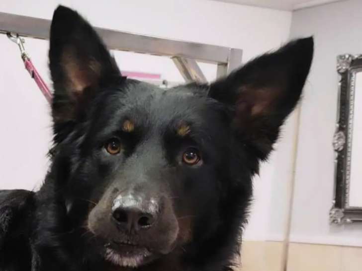 Indiana Dog