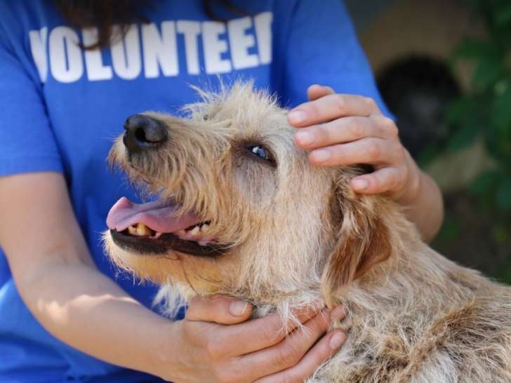 Hamilton/Burlington Society for the Prevention of Cruelty To Animals (HBSPCA)