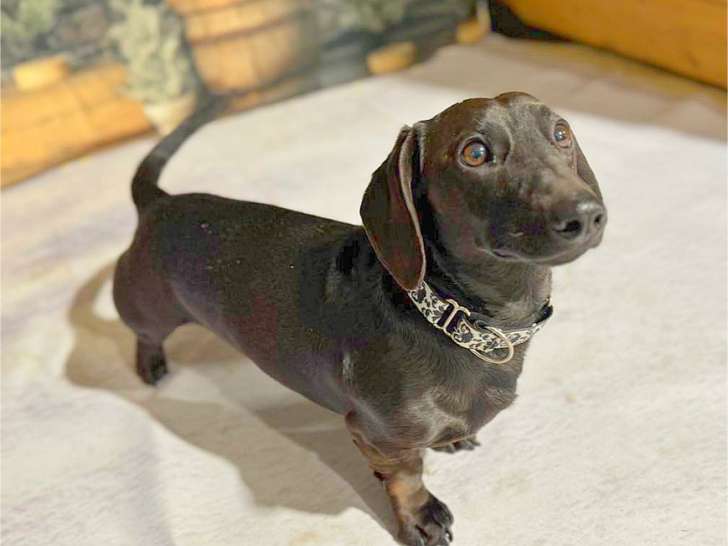 Pet And Wildlife Rescue