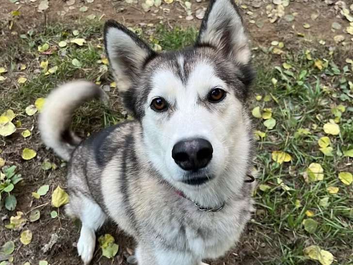 Northern Animals Rescue and Sanctuary