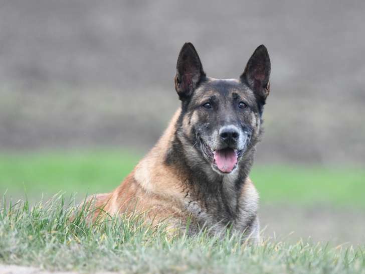 De la Vallée du Grand Loup