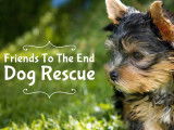 Friends To The End Dog Rescue