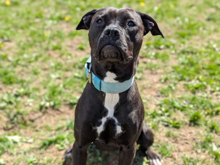 SPCA Saint John