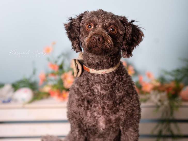 SPCA Fredericton