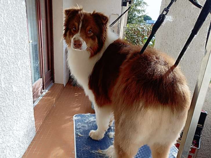 Poil O Pattes
