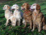Golden Retriever Education And Training (GREAT)