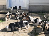 Les Basset De Lansor