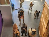Bouledogue Attitude